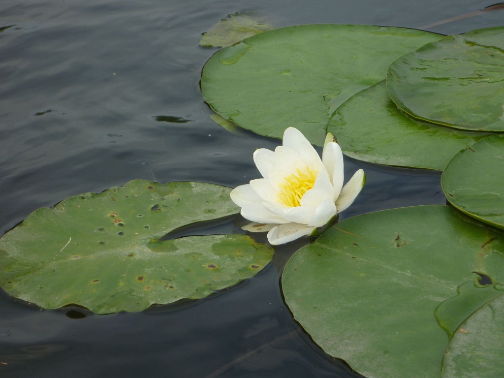 WF_Vecht_2013_083